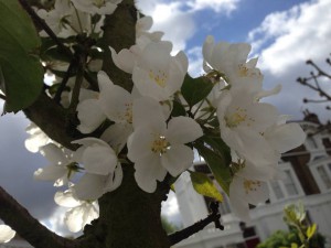 Cherry blossom